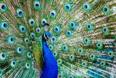 Full frame shot of peacock