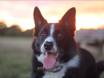 Portrait of border collie dog during sunset