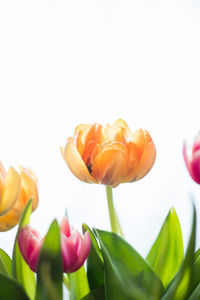 Close-up of yellow flowers over white background