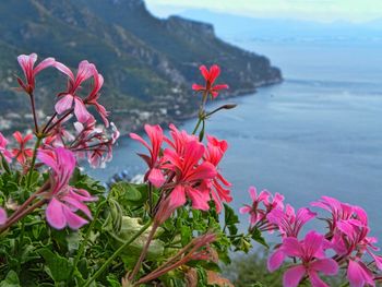 Close-up of pink flowers