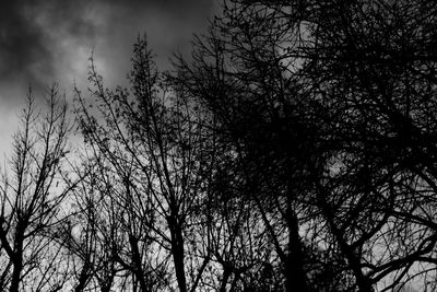 Low angle view of trees against sky