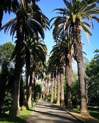 Road amidst palm trees against clear sky