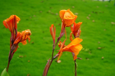 Close-up of orange lily blooming on field