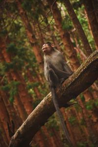 Close-up of monkey perching on tree in forest