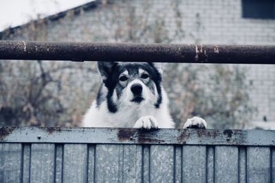 Portrait of dog seen through metal fence