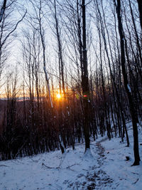 Bare trees in forest during winter