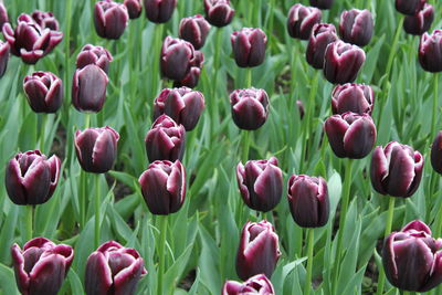 Close-up of flowers blooming outdoors