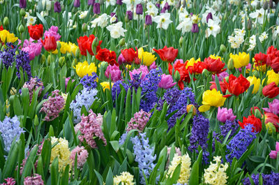 Close-up of multi colored tulips in field