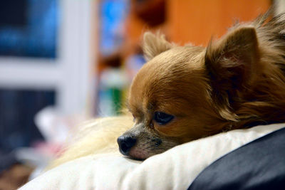 Close-up of dog relaxing on bed at home