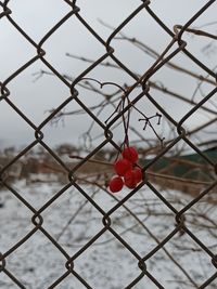 Close-up of red berries on chainlink fence