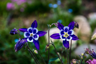 Close-up of purple flowering plants in park