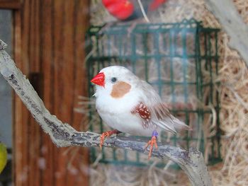 Close-up of bird perching on wood