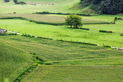 Scenic view of agricultural field