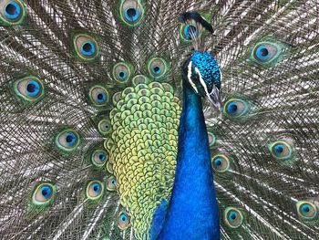 Close-up of peacock