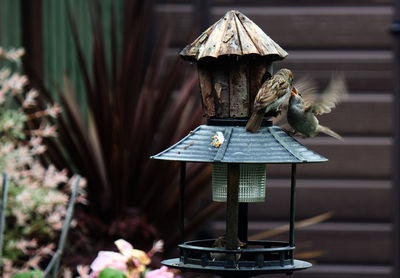 Close-up of bird perching on a bird feeder
