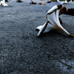 Close-up of flower on road