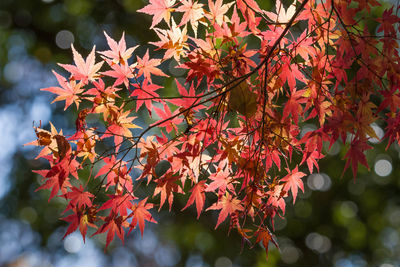 Close-up of maple leaves on tree