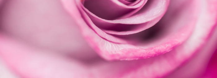 Close-up of pink rose