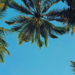 Low angle view of palm tree against clear blue sky