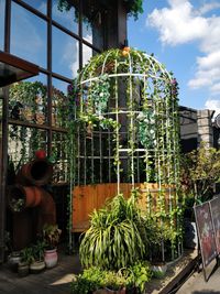 Plants in greenhouse