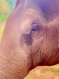 Close up of elephant eye