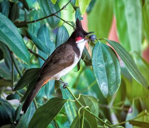 Close-up of bird perching on plant