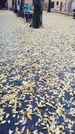 Low section of leaves