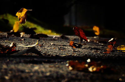 Close-up of autumn leaf