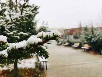 Close-up of snow covered pine tree