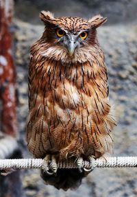 Close-up of owl perching outdoors