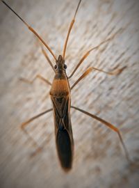 Close-up of insect on table