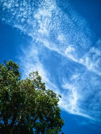 Low angle view of tree against blue sky