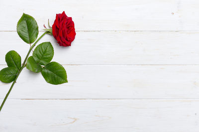 Close-up of red rose on table