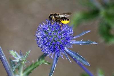 Close-up of bee on purple flower