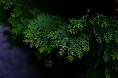 Close-up of green leaves