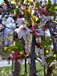 Close-up of cherry blossom tree