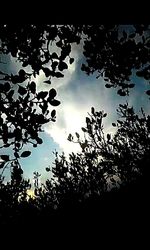 Low angle view of trees against sky