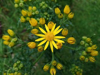 Close-up of yellow flower