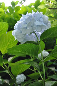 Close-up of white flowers
