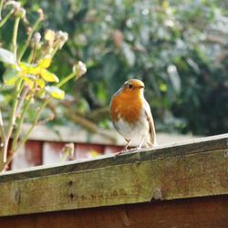 Bird perching on railing