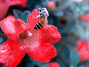 Close-up of red rose flower