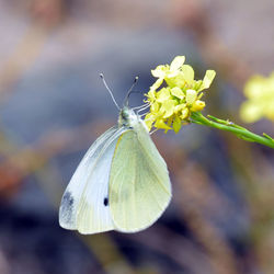 Close-up of butterfly on plant