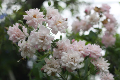 Close-up of pink cherry blossoms