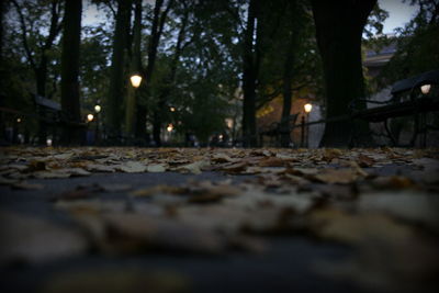 Trees at night