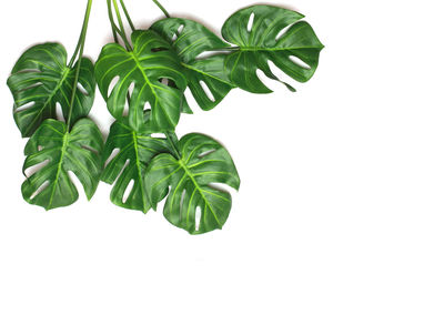 Close-up of fresh green leaves against white background