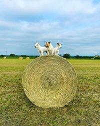 Dog on field