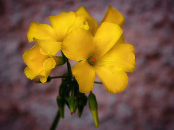 Close-up of yellow flowers blooming outdoors