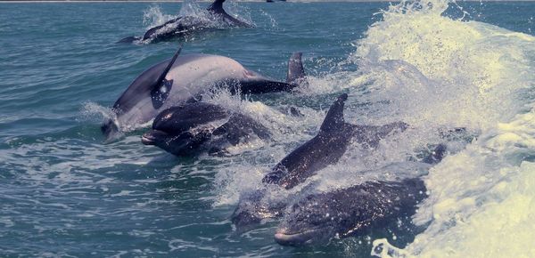 High angle view of dolphins splashing water in sea