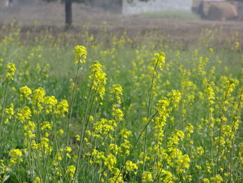 Yellow flowers blooming in field