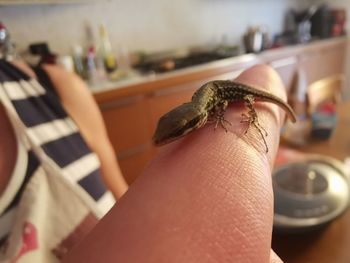 Macro of mini lizard on human hand